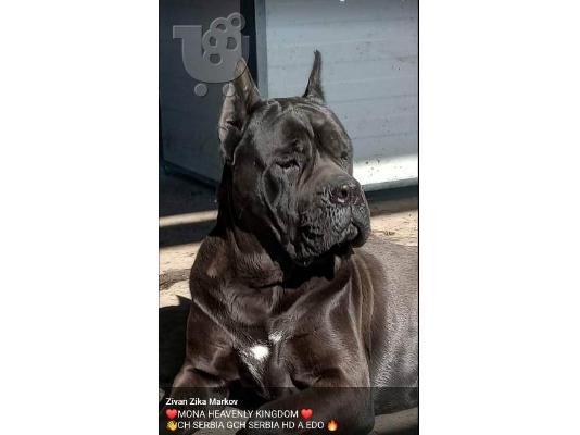 Κουτάβια Cane Corso